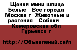 Щенки мини шпица Белые - Все города, Москва г. Животные и растения » Собаки   . Кемеровская обл.,Гурьевск г.